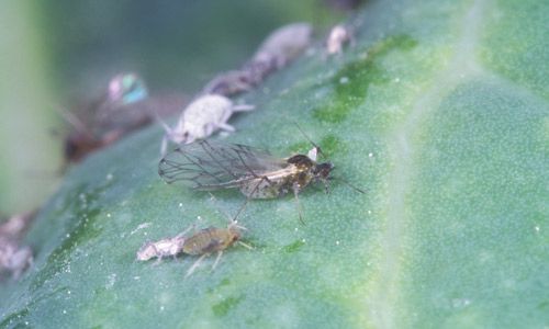 Figure 2. Cabbage aphid, Brevicoryne brassicae Linnaeus, winged alate and nymphs on cabbage.