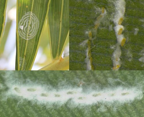 Figure 5. Eggs of rugose spiraling whitefly, Aleurodicus rugioperculatus Martin, on palm frond (left) and white bird of paradise leaf (right).