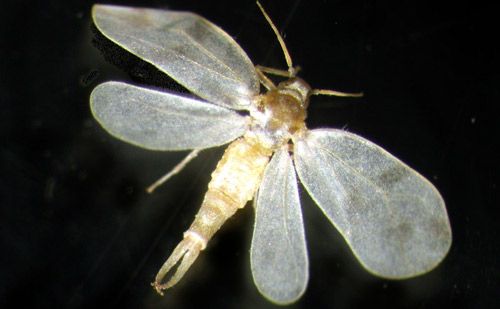 Figure 4. Male of rugose spiraling whitefly, Aleurodicus rugioperculatus Martin, with pincer like structures.