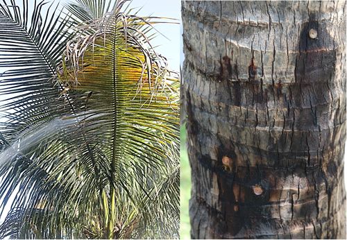 Figure 11. Foliar application of insecticide by a professional to manage a rugose spiraling whitefly (Aleurodicus rugioperculatus Martin) on coconut palm (left) and injected palm tree trunk (right).