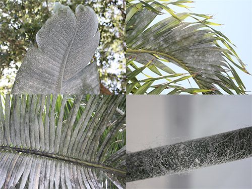 Figure 8. White bird of paradise, Christmas palm, and coconut palm leaves infested with rugose spiraling whitefly, Aleurodicus rugioperculatus Martin.