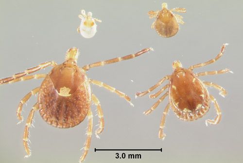 Figure 3. Life stages of lone star ticks, Amblyomma americanum (Linnaeus), from top left clockwise: larva, nymph, adult male, adult female.