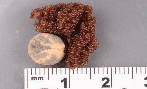 Figure 4. Female lone star tick, Amblyomma americanum (Linnaeus), with egg mass.