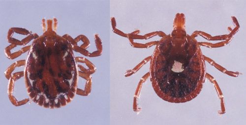 Figure 1. Adult male (left) and female (right) lone star ticks, Amblyomma americanum (Linnaeus).