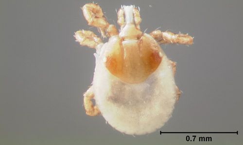 Figure 5. Lone star tick, Amblyomma americanum (Linnaeus), larva dorsal view.