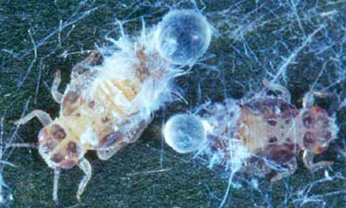 Figure 4. Ninfas mayores del psílido, Boreioglycaspis melaleucae Moore secretando mielecilla. La floculencia ha sido removida artificialmente.