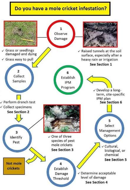 Figure 1. Pest mole cricket management: observe damage, collect samples, identify specimens, establish a damage threshold, select management options, and develop a long-term IPM program.