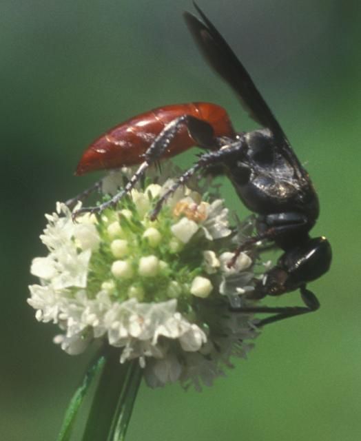 Figure 15. Larra wasp feeding on S. verticillata nectar.