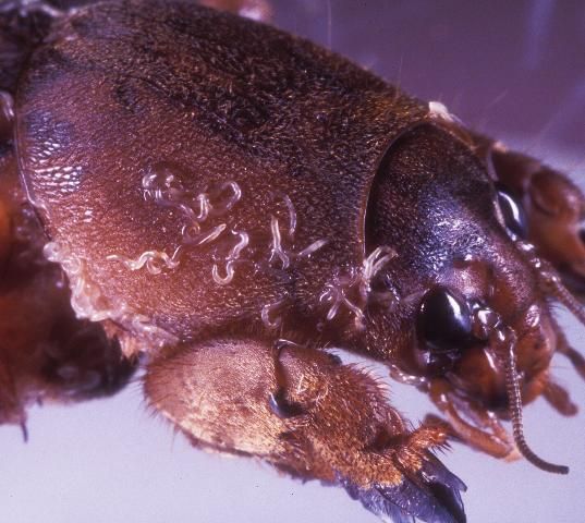 Figure 12. Steinernema scapterisci nematodes emerging from an adult mole cricket in the laboratory.