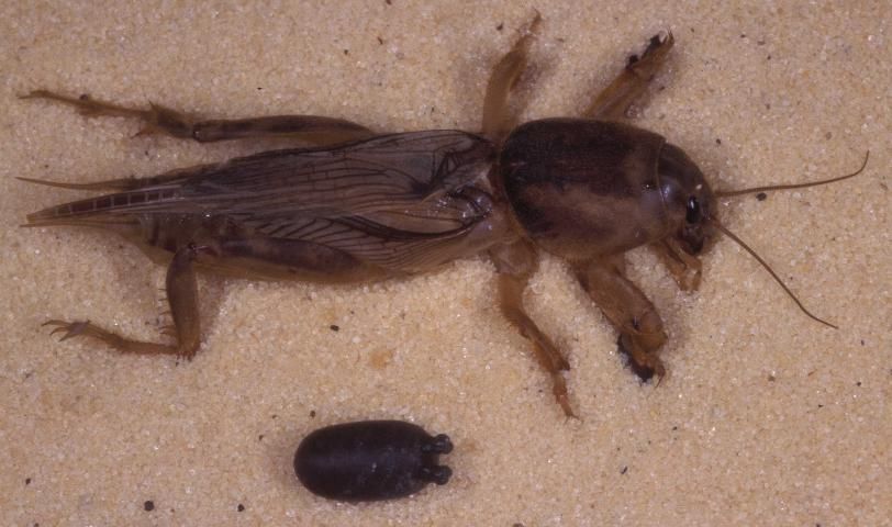 Figure 18. Brazilian red-eyed fly pupa next to a mole cricket.