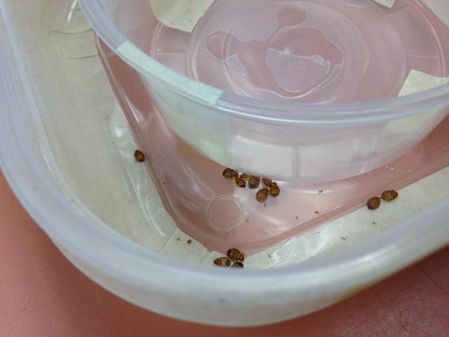 Figure 12. Bed bug interceptor trap with victims.