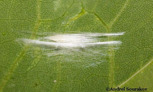 Figure 8. Cocoon of erythrina leafminer (Leucoptera erythrinella).