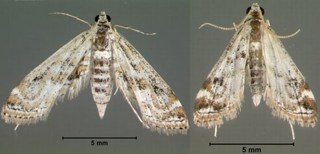 Figure 6. Adult Parapoynx diminutalis Snellen, female moth (left) and male moth (right). Females have longer wingspans, more pointed forewings, and larger abdomens. Males have longer antennae and more distinct white setae (hairs) at the tip of the abdomen.