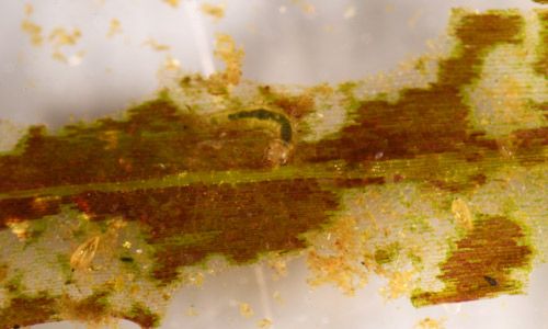 Figure 2. Parapoynx diminutalis Snellen, first instar larva eating hydrilla. First instar larvae are transparent, allowing consumed hydrilla to be visible in the gut.