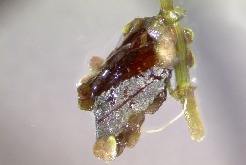 Figure 5. A cocoon constructed and occupied by a Parapoynx diminutalis Snellen larva. Parapoynx diminutalis Snellen use plant stems, leaves and other materials to construct their cocoons and attach to submerged stems or plant material.