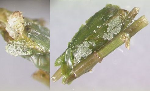 Figure 3. An early instar of Parapoynx diminutalis Snellen (left). Larvae are mobile and retreat into a cocoon between feedings. Cocoons are constructed of plant materials and attached to a hydrilla stem (right).