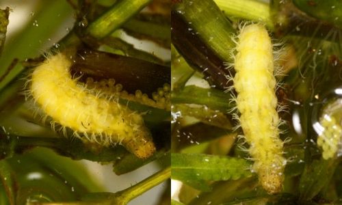 Figure 4. A late instar of Parapoynx diminutalis Snellen, feeding on hydrilla (left). Instars 2 through 7 are white, later instars begin to turn yellow closer to pupation (right). Branched gills are visible and help identify this species in the larval stage.