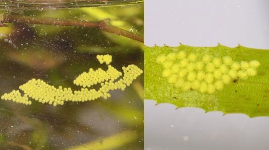 Figure 1. Eggs of Parapoynx diminutalis Snellen, within one day of being laid (left). Egg mass sizes vary and are often laid on plant tissue (right).