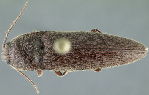 Figure 2. Adult Melanotus communis Gyllenhal. To give an idea of this beetle's size, the large circle in the photo is the head of a pin.