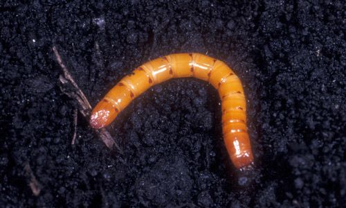 Figure 1. Larva of Melanotus communis Gyllenhal.