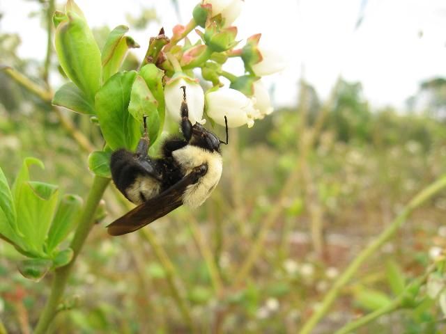 Figure 2. A bumble bee (Bombus spp.) collecting nectar from a blueberry flower.