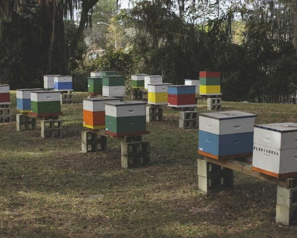 ENY-162/IN1027: Minimizing Honey Bee Exposure to Pesticides