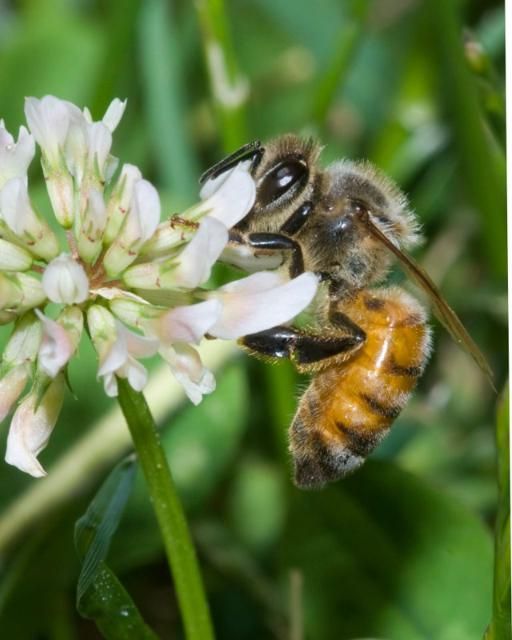 Figure 1. The western honey bee, Apis mellifera, collecting nectar from a flower.
