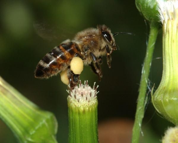 Figure 3. Honey bees collect pollen from flowers and pack it on their back legs to take back to the colony to consume. The flower is pollinated as a result.
