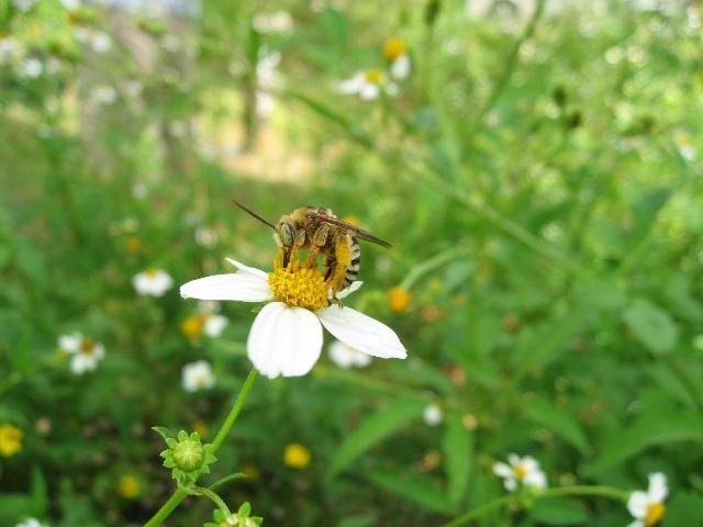 Figure 8. A Mellisodes sp. bee visiting Spanish needle (Bidens alba), a plant considered a weed but that is present in/around many agricultural fields. Spray drift to blooming weeds is dangerous to bees and other pollinators and should be avoided.