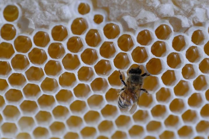 Figure 5. Nectar stored in the wax comb. The nectar will ripen into honey, which is consumed by the bees as their carbohydrate source.
