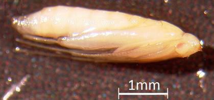 Figure 14. Lateral view of the pupa of Leucospilapteryx venustella (Clemens).