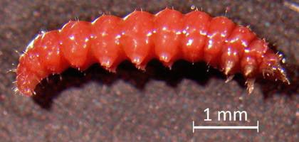 Figure 11. Lateral view of the prepupal instar stage of Leucospilapteryx venustella (Clemens)
