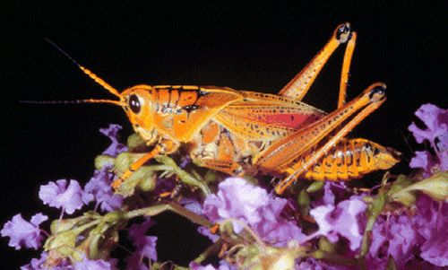 Figure 7. Adult eastern lubber grasshopper, Romalea microptera (Beauvois), light color phase.