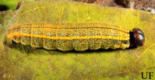 Figure 10. Larva of the bean leafroller, Urbanus proteus (Linnaeus).