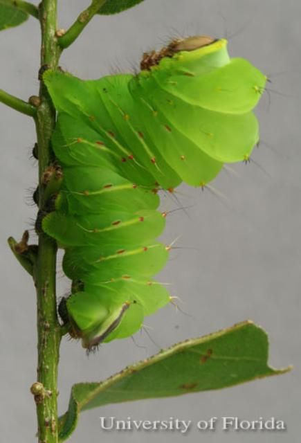 Figure 5. Caterpillar of polyphemus moth, Antheraea polyphemus (Cramer) displaying a characteristic 