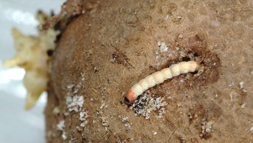 Figure 2. Larva of the potato tuberworm, Phthorimaea operculella (Zeller).