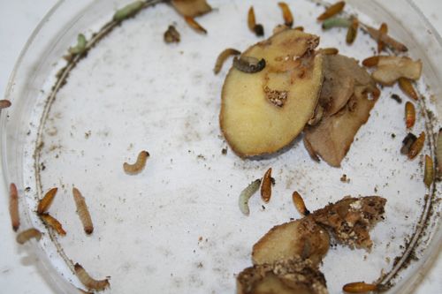 Figure 4. Late larval instars and pupae of the potato tuberworm, Phthorimaea operculella (Zeller) on a damaged potato.