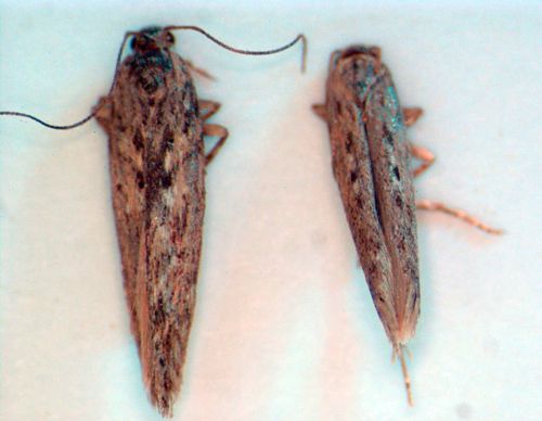 Figure 5. The potato tuberworm, Phthorimaea operculella (Zeller) adults. The forewings have 2–3 dark spots on males (right), and a characteristic 