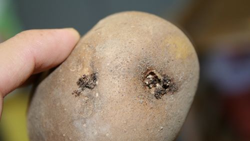 Figure 6. Damage on potato tuber caused by Phthorimaea operculella (Zeller).
