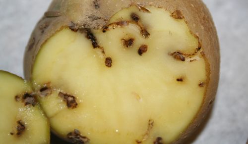 Figure 1. Damage on a potato inflicted by the potato tuberworm, Phthorimaea operculella (Zeller).