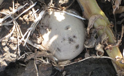 Figure 7. Exposed tubers are predisposed to tuberworm damage.