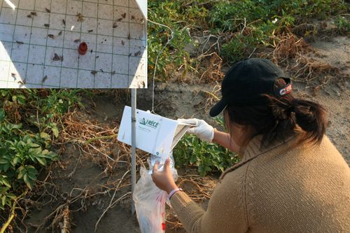 Figure 8. Monitoring male adults of the potato tuberworm, Phthorimaea operculella (Zeller) on a pheromone-baited trap.