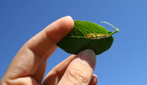 Figure 3. Leaf mines caused by the potato tuberworm, Phthorimaea operculella (Zeller).