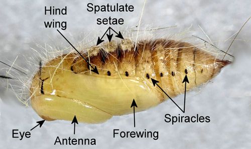 Figure 11. Recently molted male fir tussock moth (Orgyia detrita) pupa (lateral view), Orgyia detrita.
