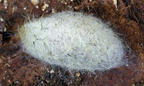 Figure 8. Completed cocoon of fir tussock moth (Orgyia detrita).