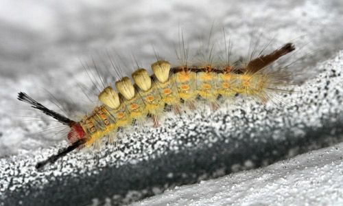 Figure 3. Fir tussock moth (Orgyia detrita) caterpillar (light form).