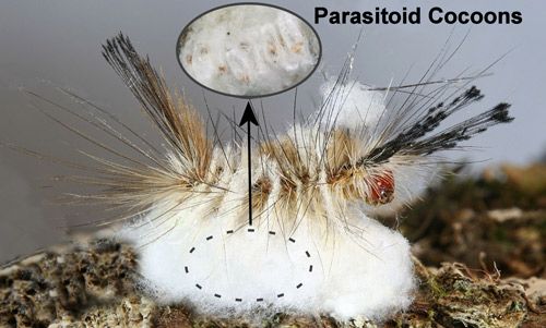 Figure 29. Fir tussock moth caterpillar (Orgyia detrita) parasitized by wasps. The parasitoid cocoons are cloaked by the silk covering (spun by the wasp larvae) beneath the parasitized caterpillar (Inset: parasitoid cocoons from under silk covering–wasps have already emerged).