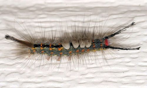Figure 1. Fir tussock moth (Orgyia detrita) caterpillar (dorsal view).