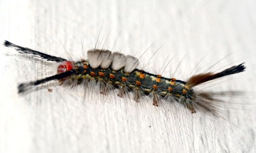Figure 2. Fir tussock moth (Orgyia detrita) caterpillar (dorsal view)