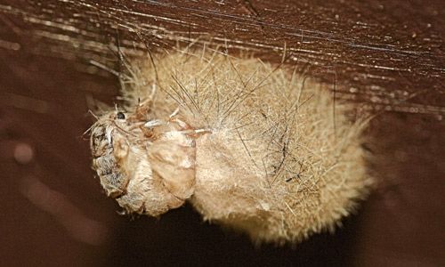 Figure 21. Female fir tussock moth (Orgyia detrita) rubbing setae from her abdomen onto her egg mass.